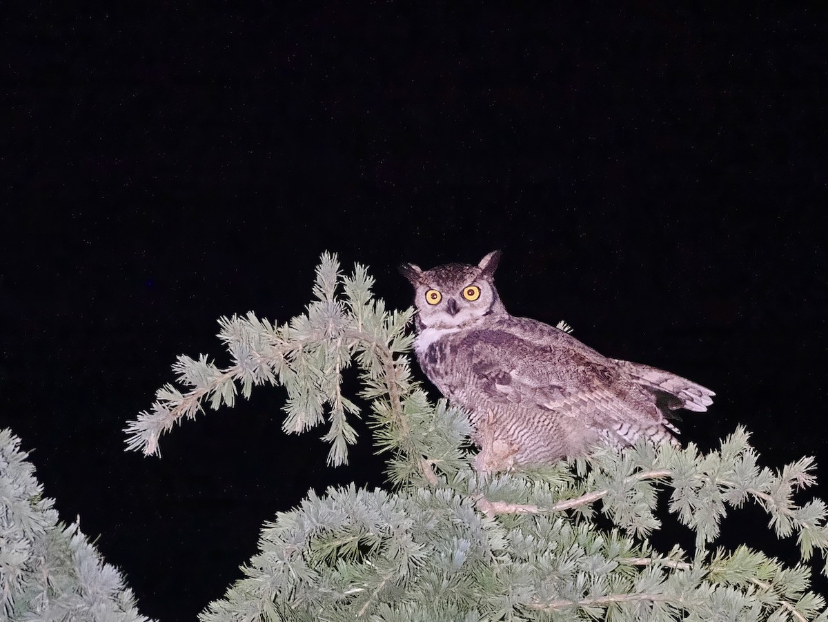 Lesser Horned Owl - ML646806366