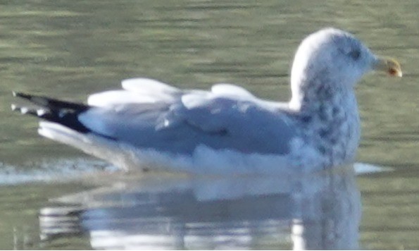 California Gull - ML646806371