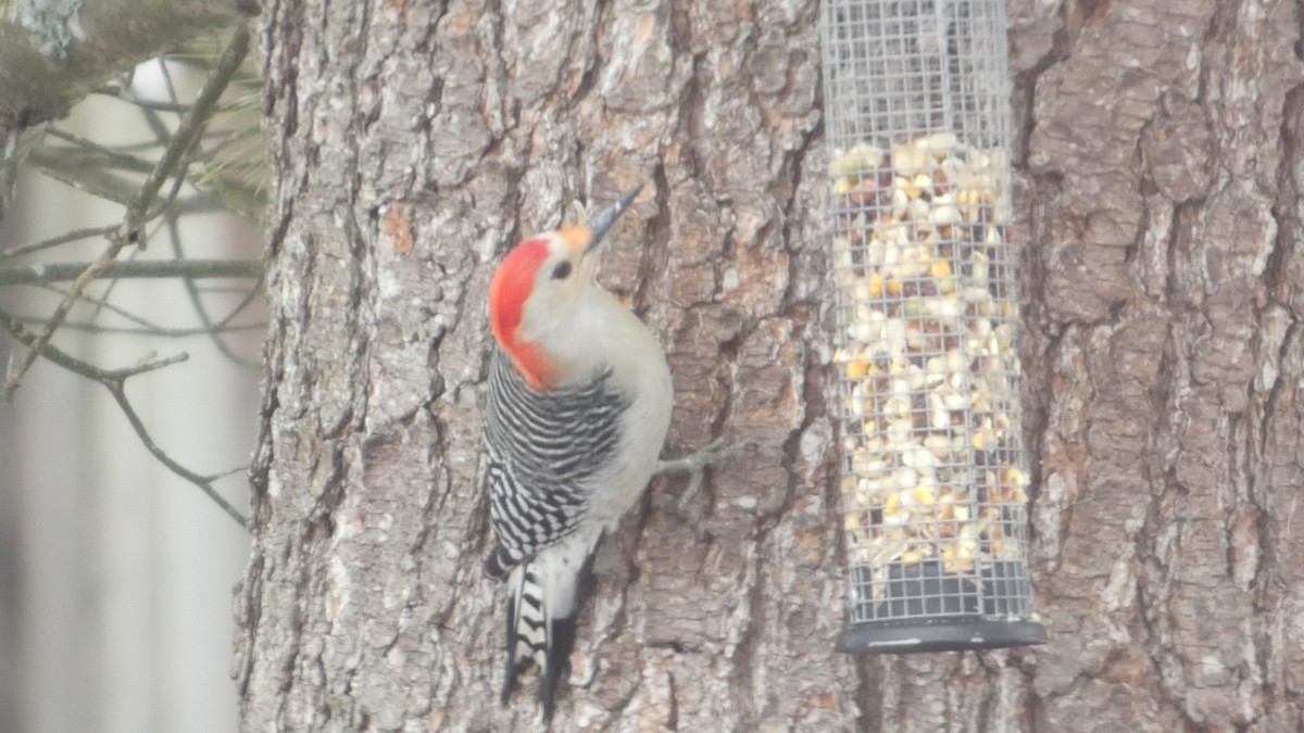 Red-bellied Woodpecker - ML646806373