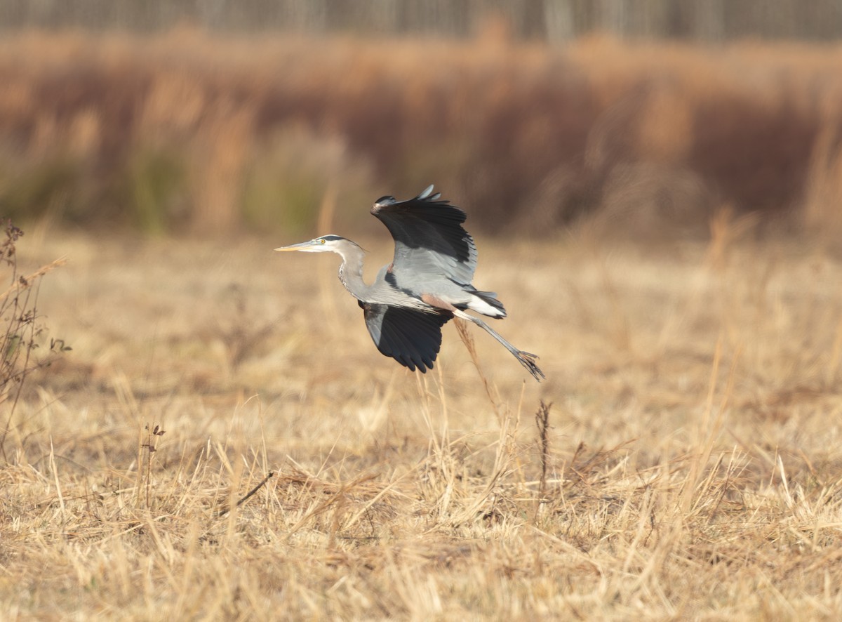 Great Blue Heron - ML646806374