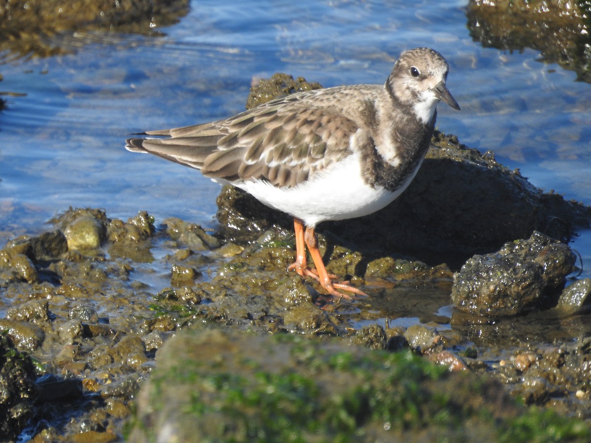Ruddy Turnstone - ML646806375
