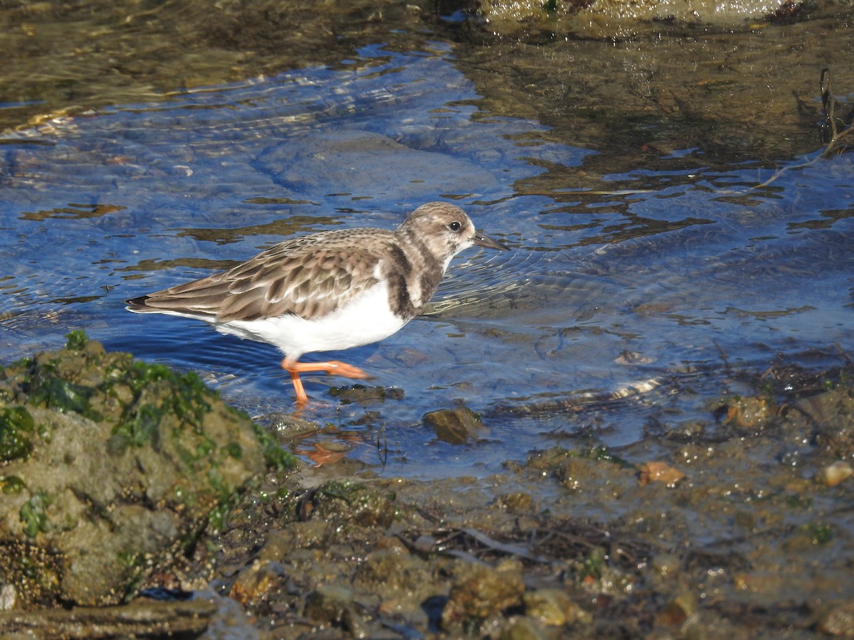 Ruddy Turnstone - ML646806376