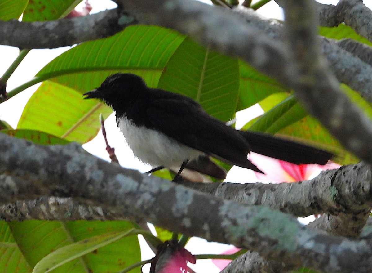 Willie-wagtail - ML646806377