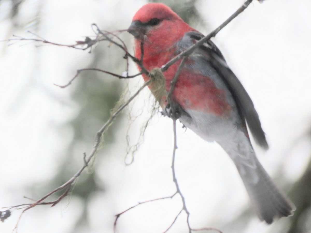 Pine Grosbeak - ML646806378