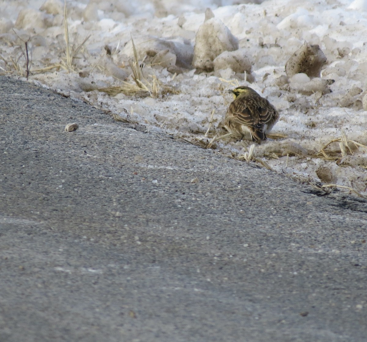 Horned Lark - ML646806379