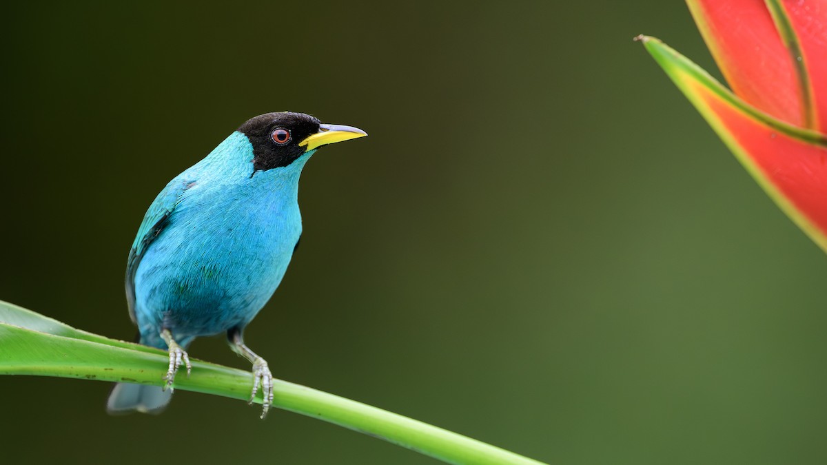 Green Honeycreeper - ML646806380