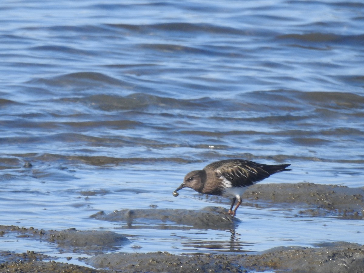 Black Turnstone - ML646806381