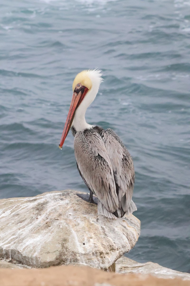 Brown Pelican - ML646806383