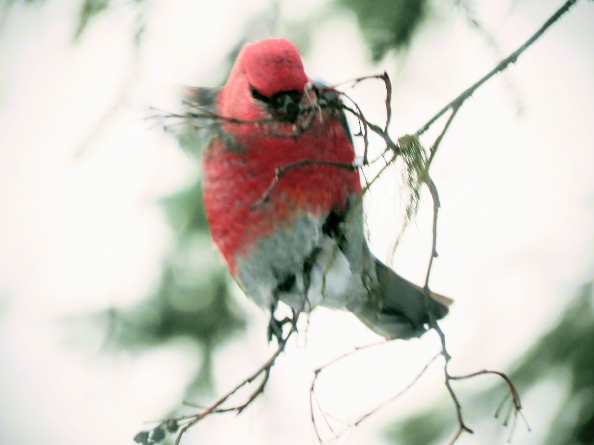 Нарсны шүршүү - ML646806384