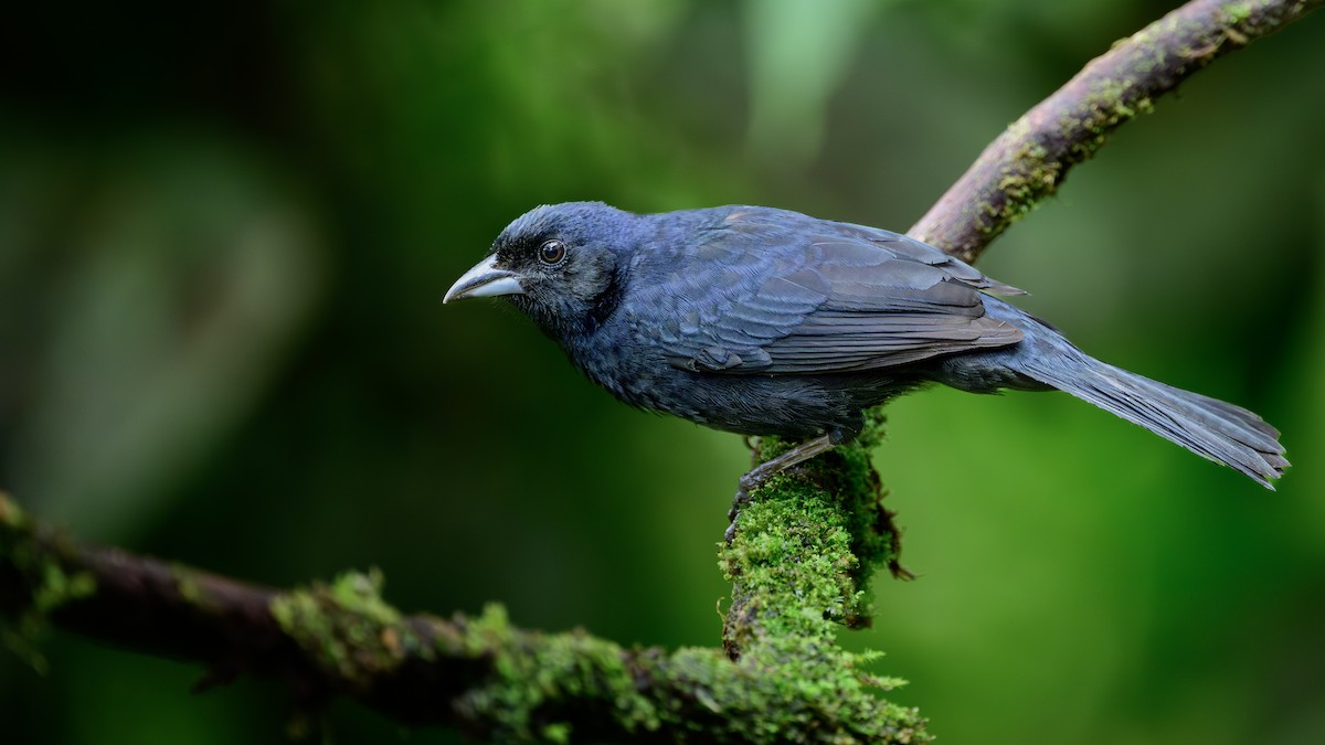 Beyaz Çizgili Tangara - ML646806385