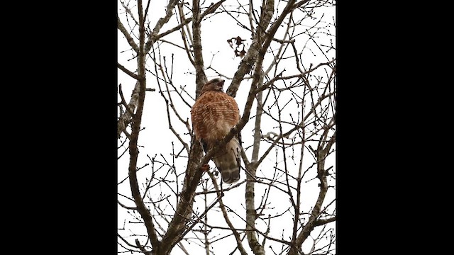 Red-shouldered Hawk - ML646806389