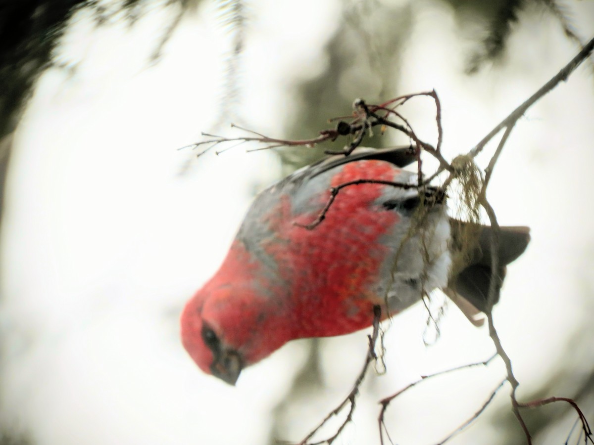 Нарсны шүршүү - ML646806390