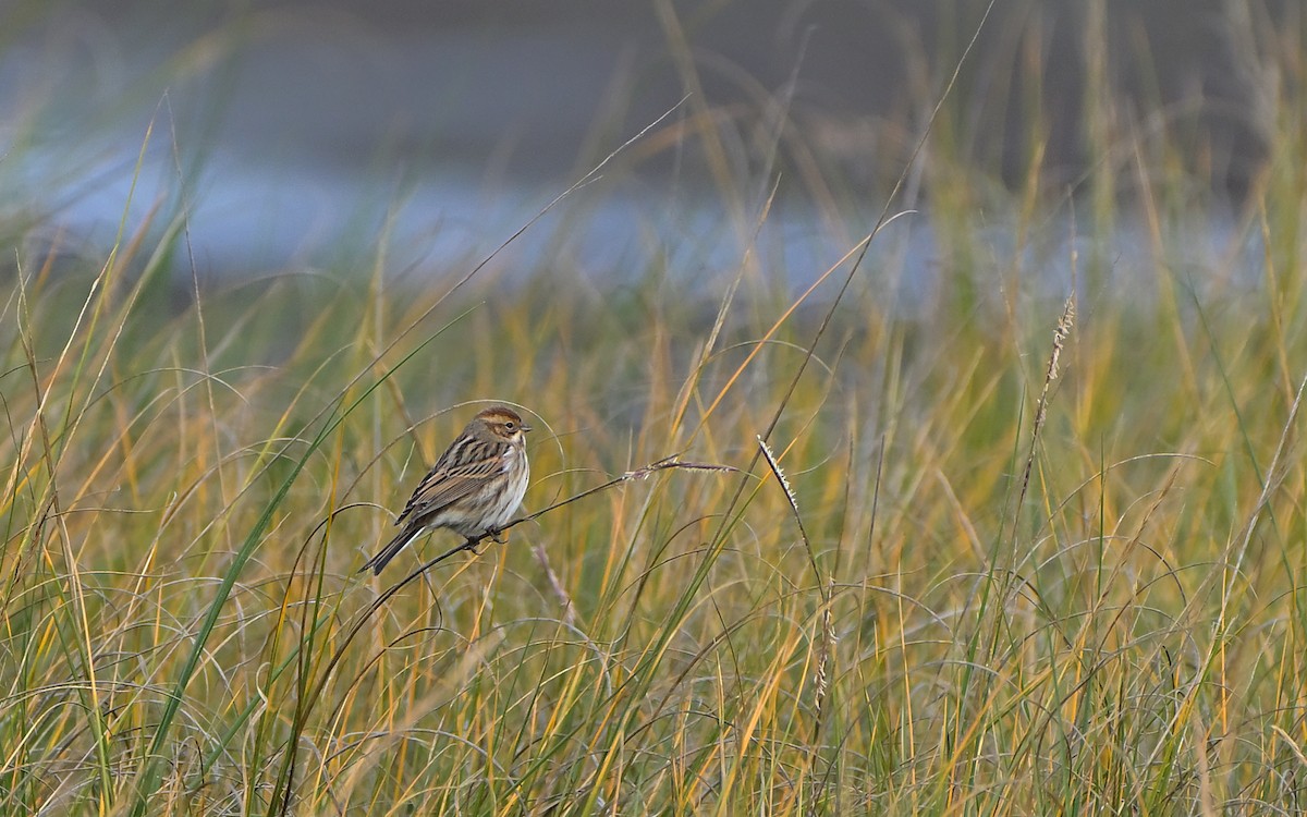 strnad rákosní - ML646806391