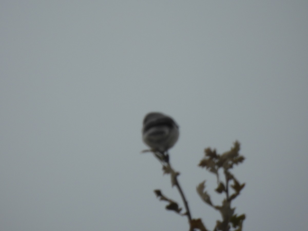 Antzandobi boreala - ML646806394