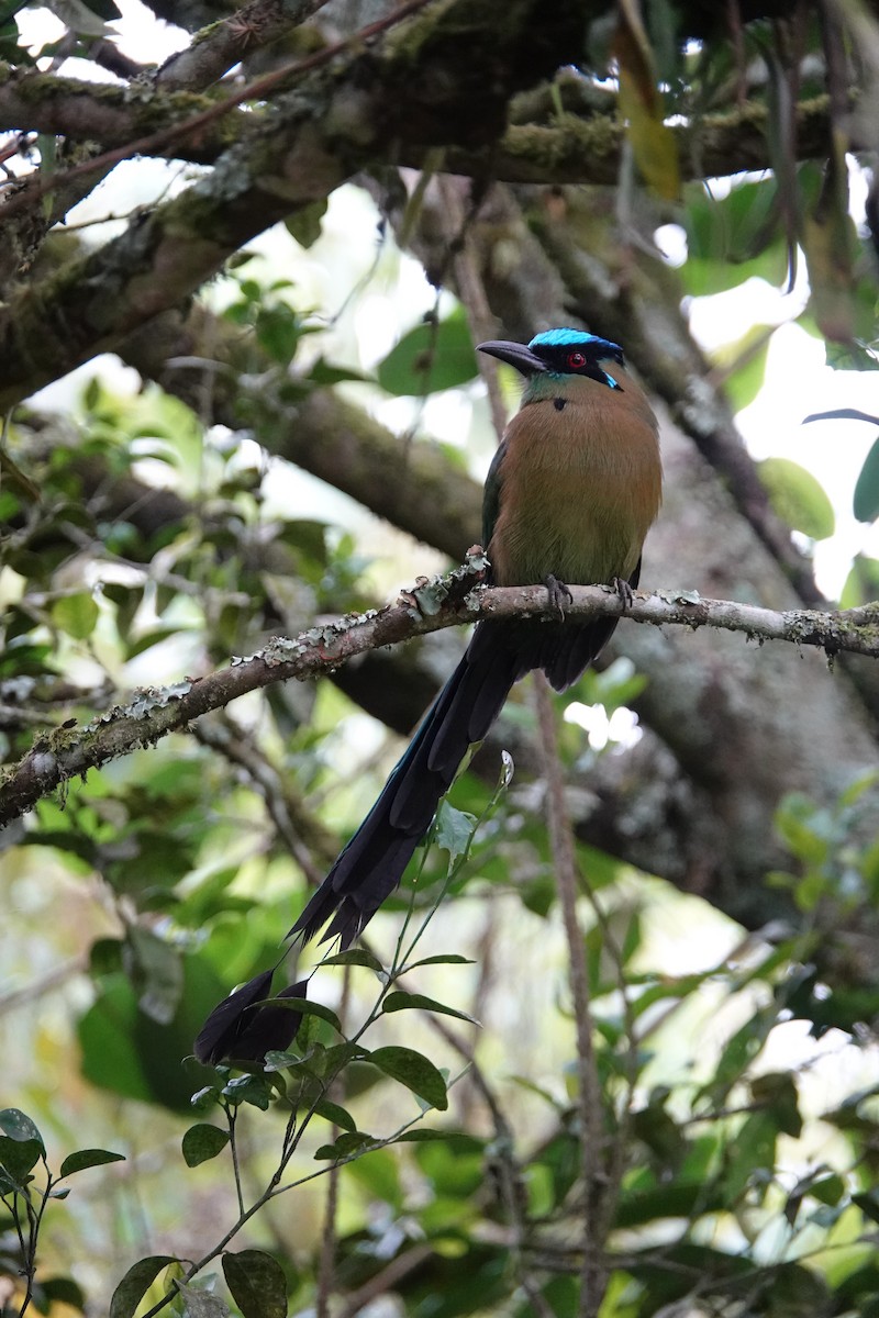 Andean Motmot - ML646806395
