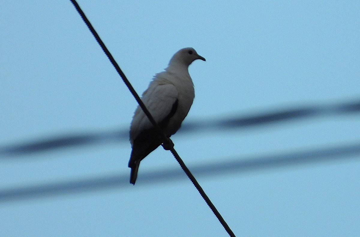 snøkeiserdue - ML646806396