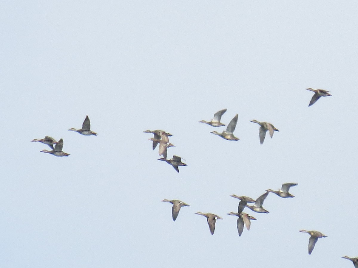 オカヨシガモ - ML646806401