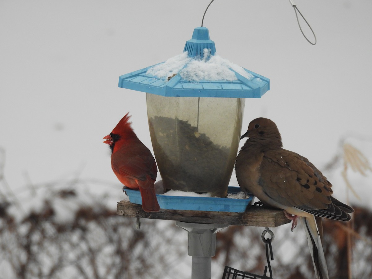 Northern Cardinal - ML646806405
