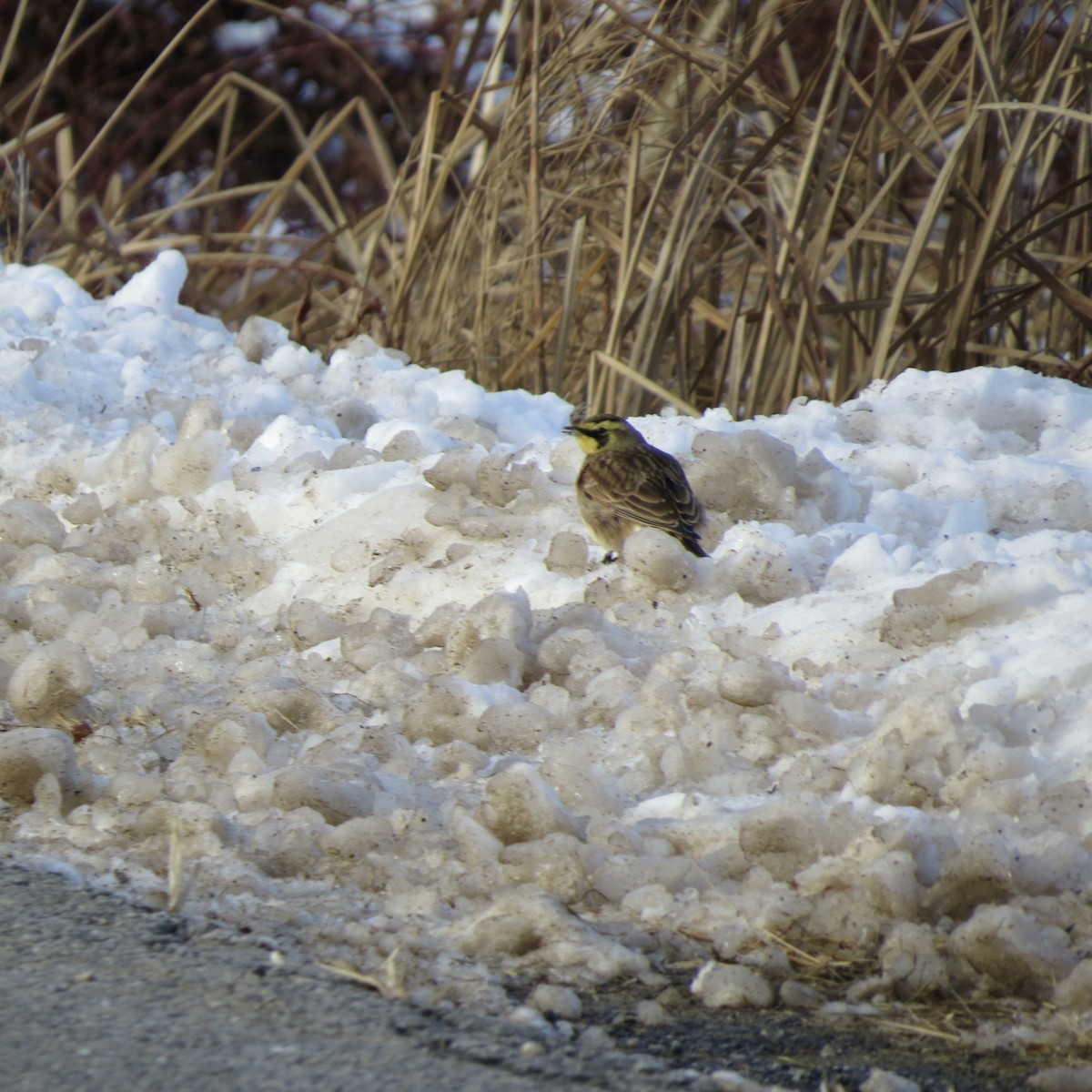 Horned Lark - ML646806408
