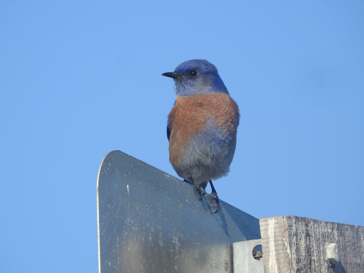 Western Bluebird - ML646806409