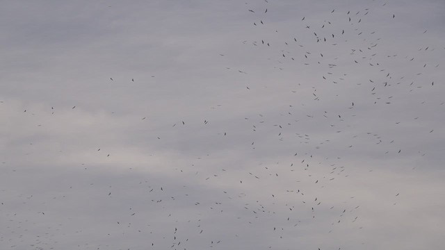 Eurasian Griffon - ML646806416