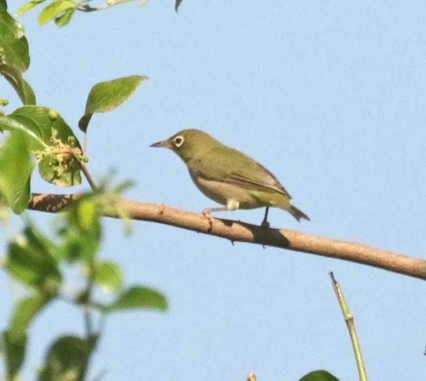 Эфиопская белоглазка - ML646806418