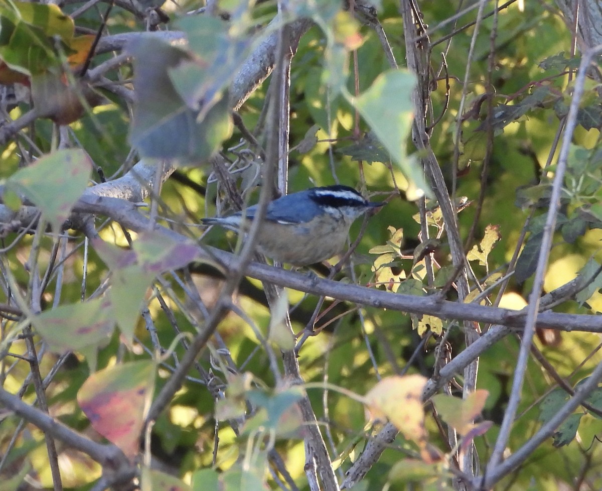 Red-breasted Nuthatch - ML646806419