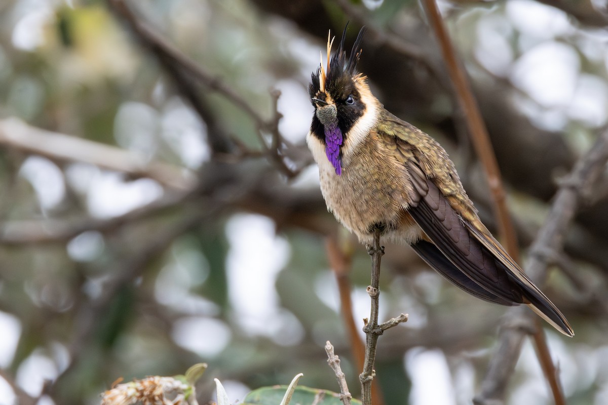 Buffy Helmetcrest - ML646806422