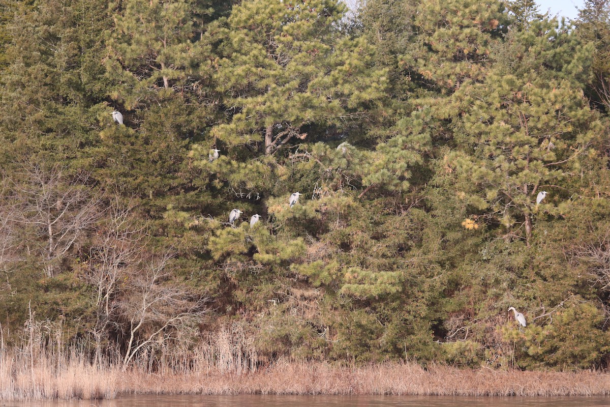 Great Blue Heron (Great Blue) - ML646806430