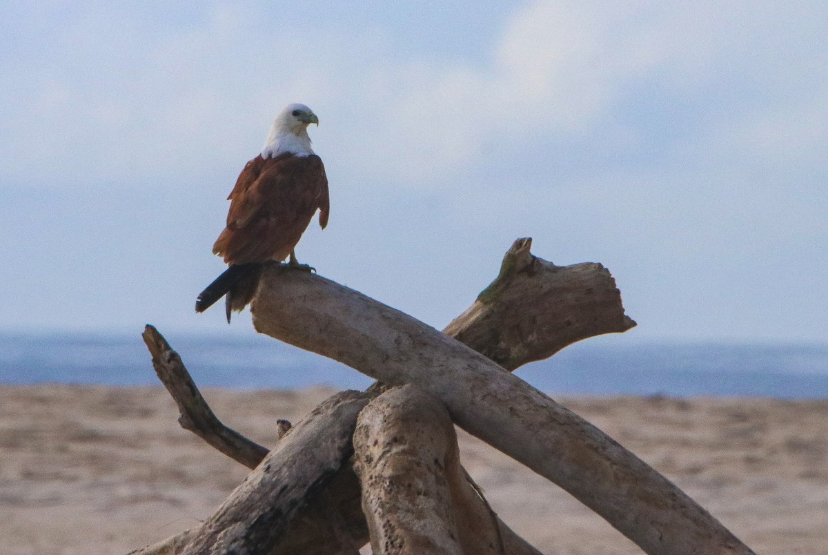 Brahminy Kite - ML646806431
