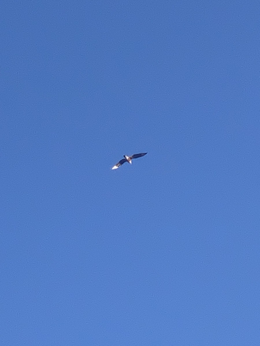 Crested Caracara - ML646806433