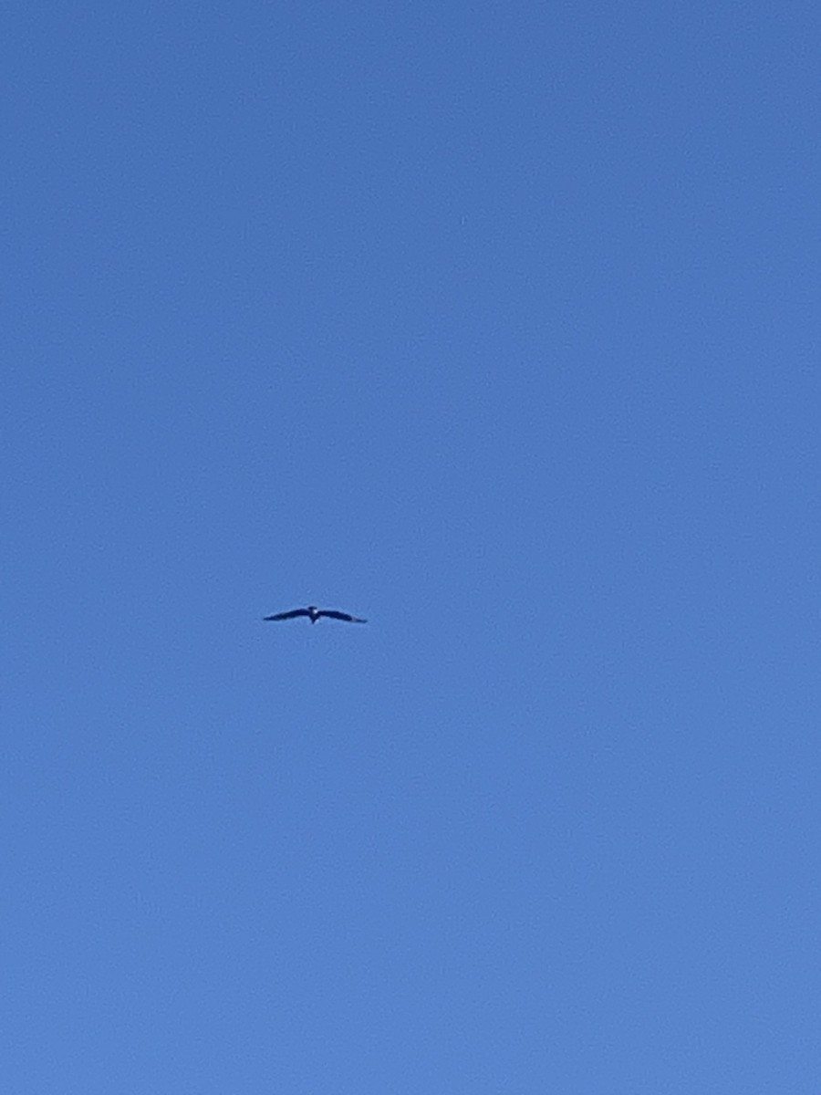 Crested Caracara - ML646806434