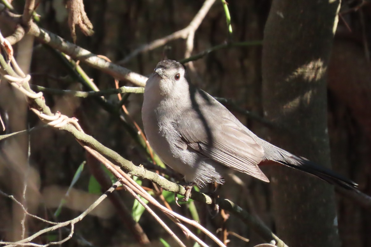 Gray Catbird - ML646806436