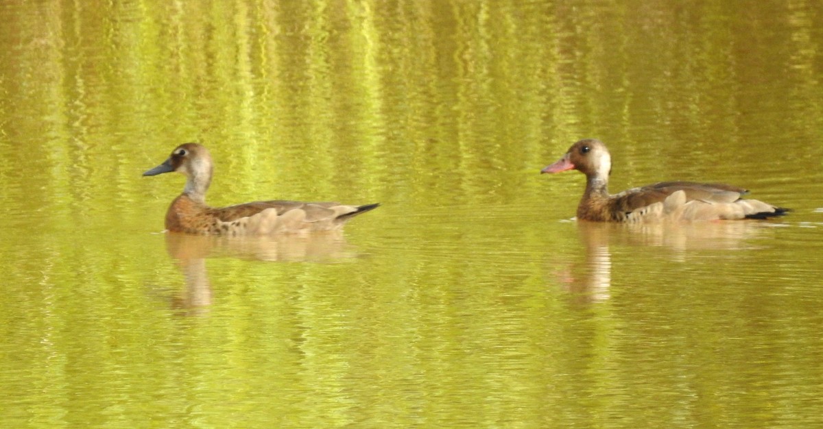 Brazilian Teal - ML646806447
