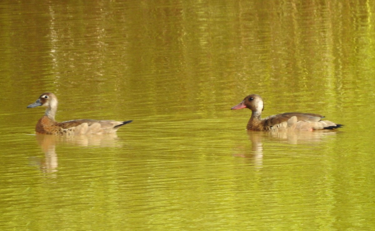 Brazilian Teal - ML646806448