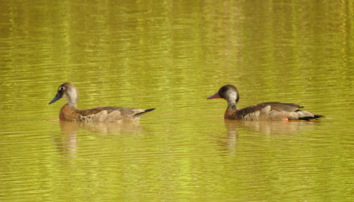 Brazilian Teal - ML646806450