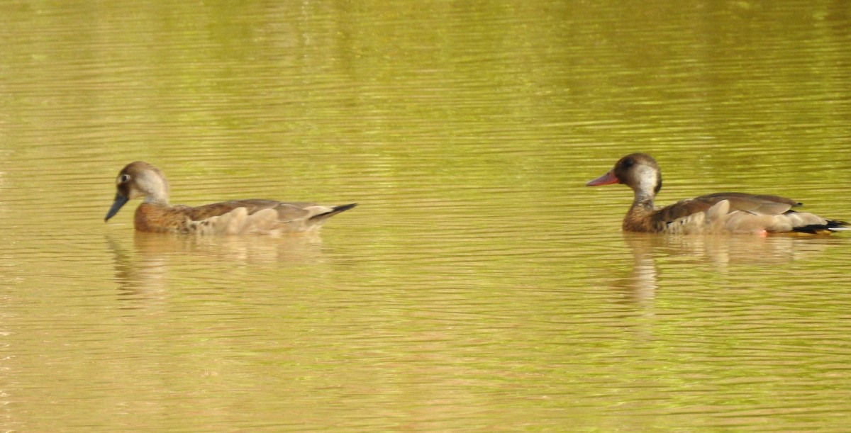 Brazilian Teal - ML646806451