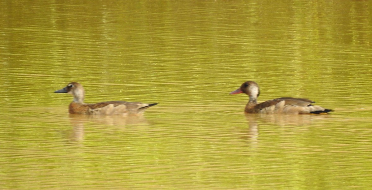 Brazilian Teal - ML646806452