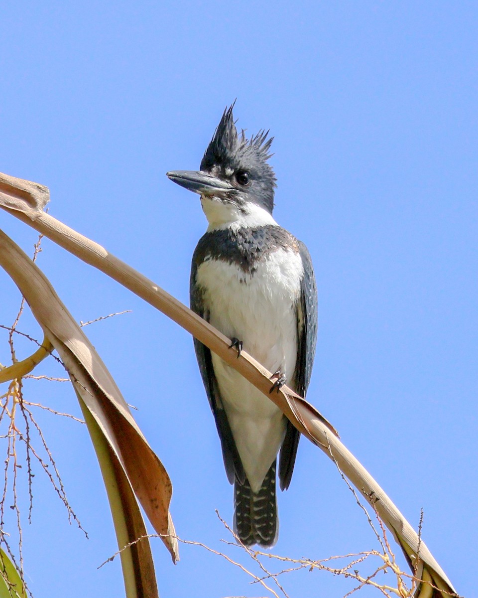 Martin handi iparramerikarra - ML646806456