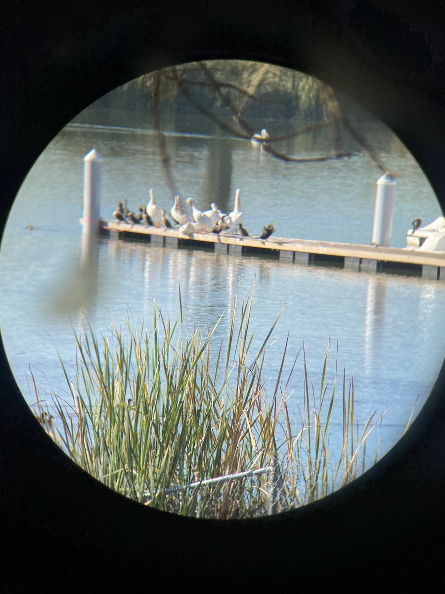 American White Pelican - ML646806457