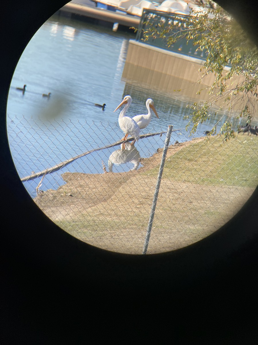 American White Pelican - ML646806458