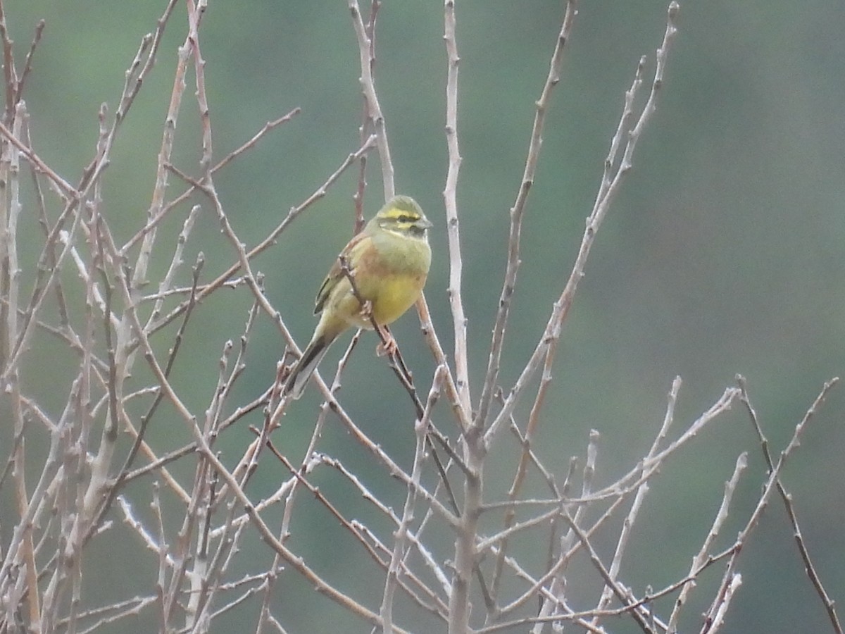 Bahçe Çintesi - ML646806459