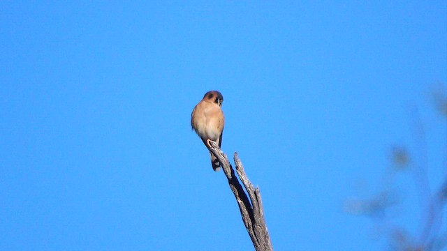 American Kestrel - ML646806460