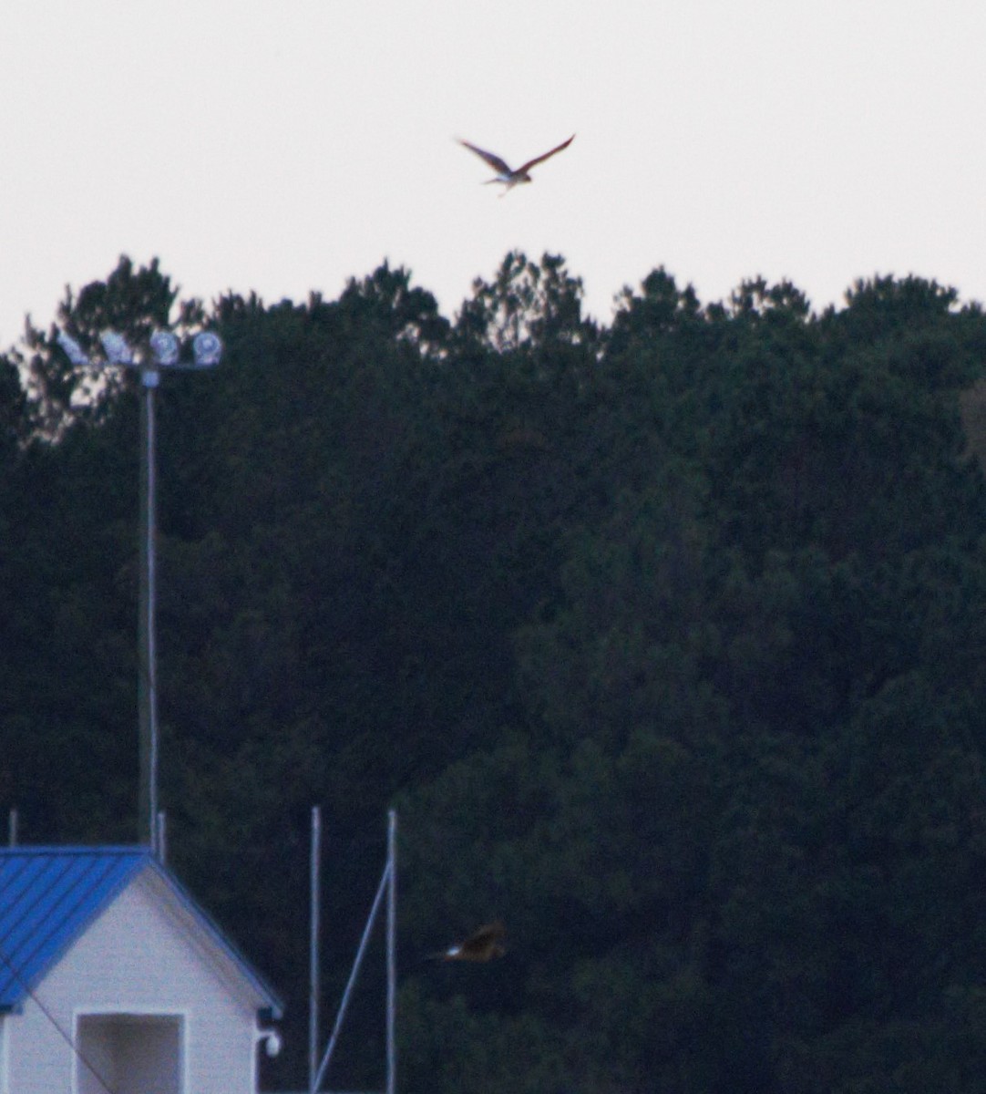 Northern Harrier - ML646806462