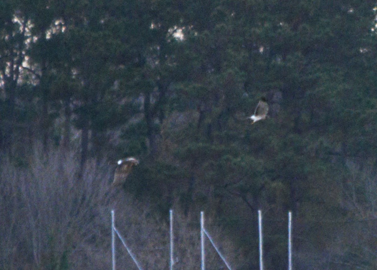 Northern Harrier - ML646806463