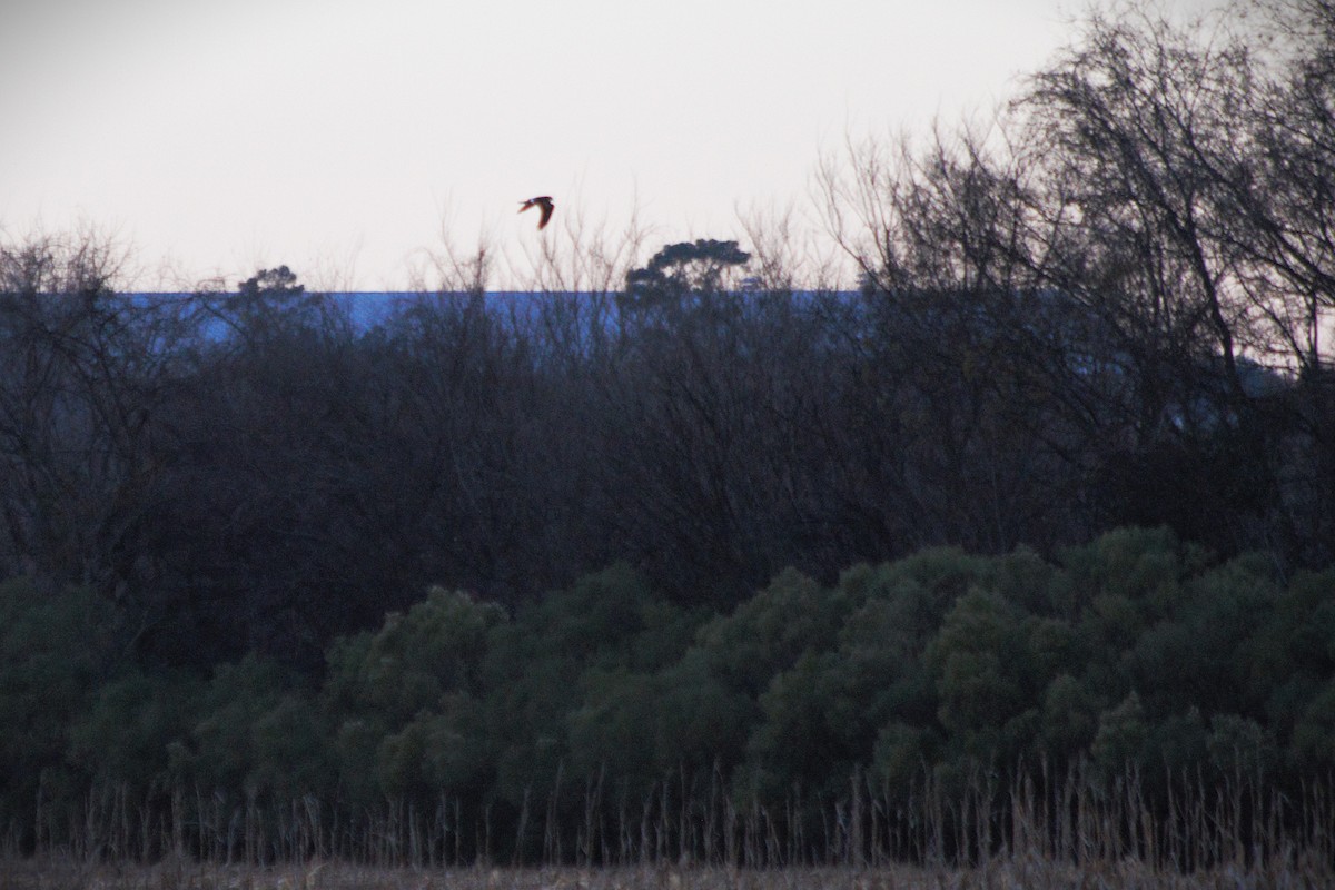 Northern Harrier - ML646806464