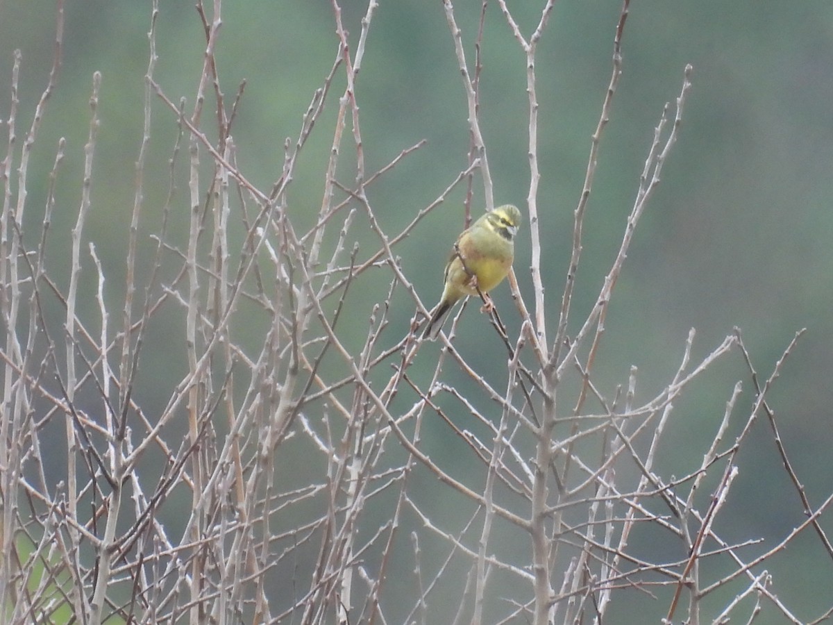 גיבתון משוכות - ML646806465