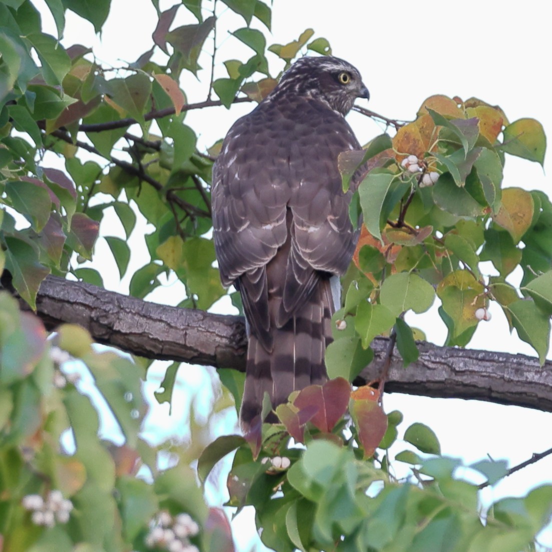 Яструб малий - ML646806468