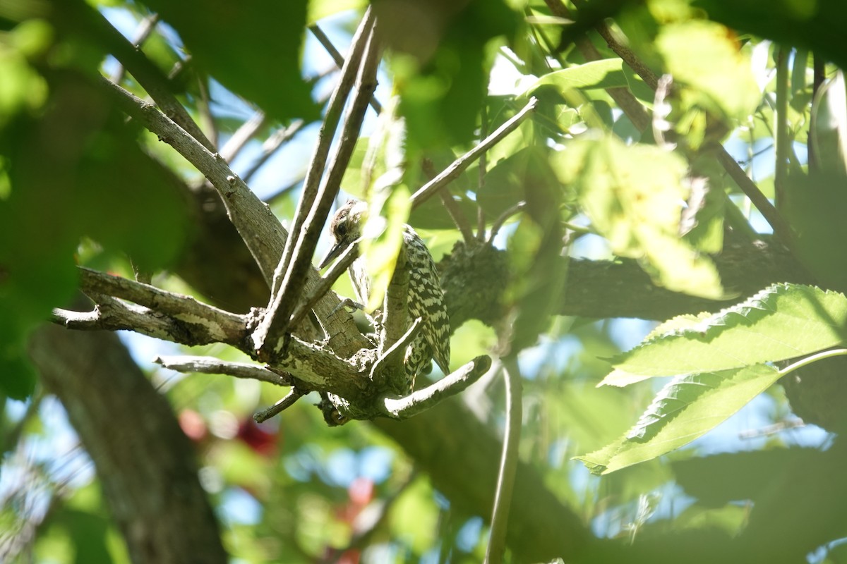 Полосатохвостый дятел - ML646806470