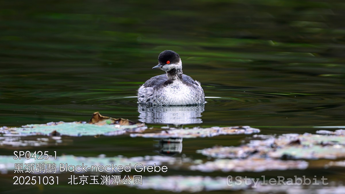 Grèbe à cou noir - ML646806471